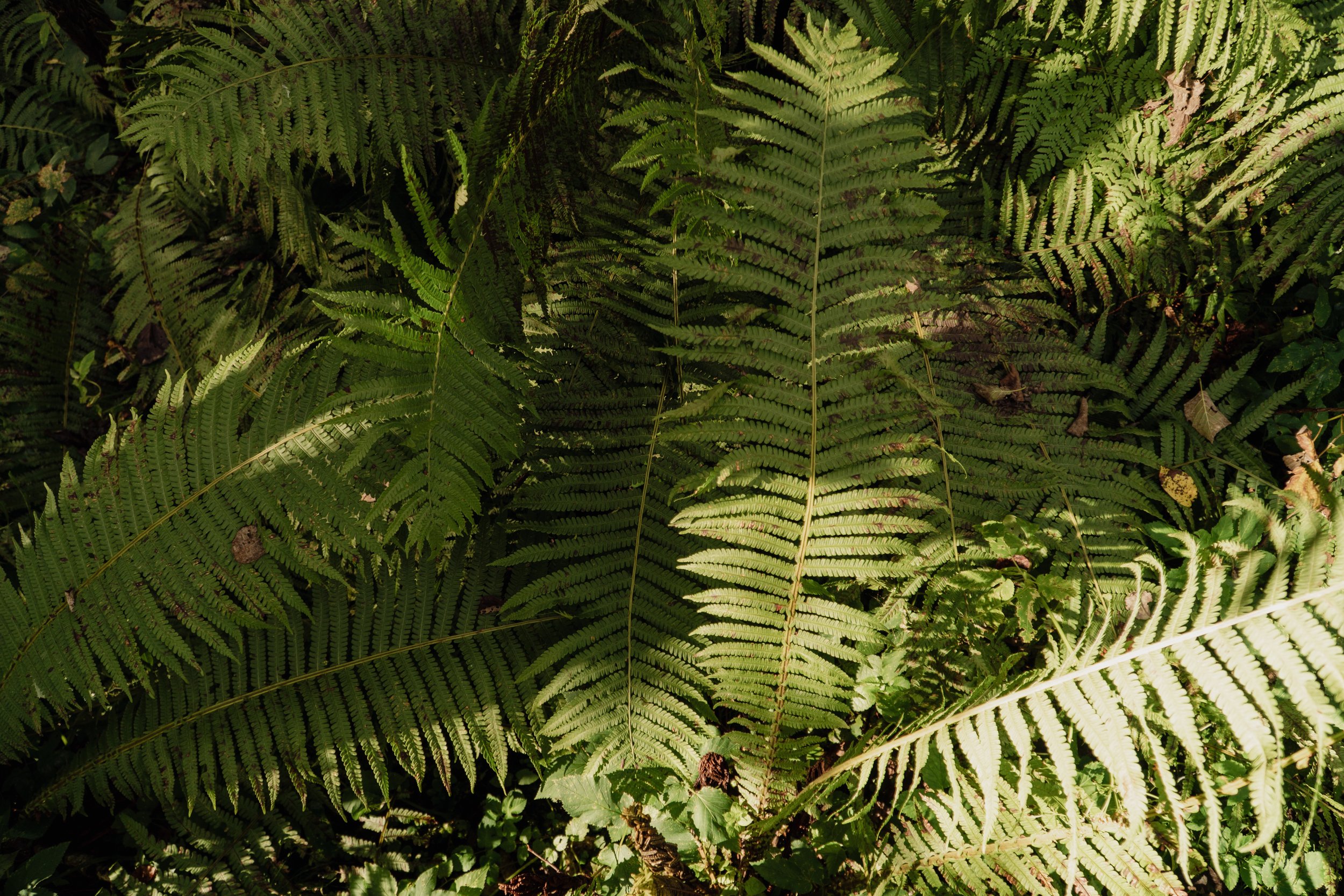 Gājēdis – pārgājiens ar maltīti dabā